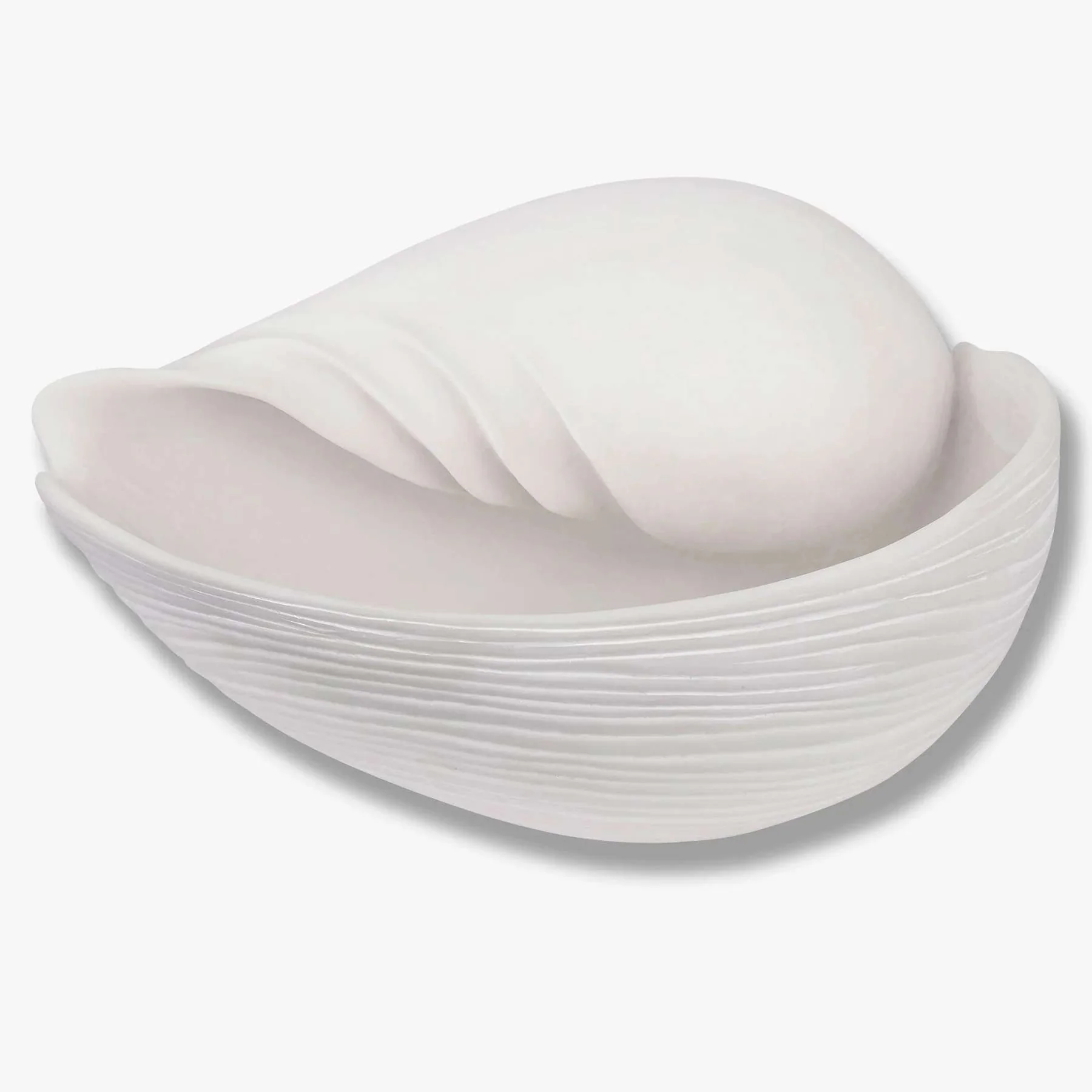 Conch Shell